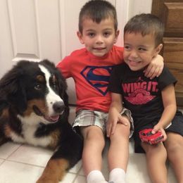 Bernese Mountain Dog Puppies from Berner Bud Farm