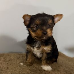 CH Sired Bandit - Parti male Yorkshire Terrier puppy in Forest Hill, Maryland from Chikito's Yorkies