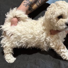 Kenalee's Ivy - White female Bolognese puppy in Fall River Mills, California from Kenalee Farm