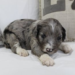 Aussiedoodles, Cockapoos, Goldendoodles, Poodles, Sheepadoodles, and Springerdoodles from Two Creeks Farm Poodles & Doodles