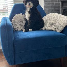 Cockapoo and Goldendoodle Puppies from Robbin's Treasures