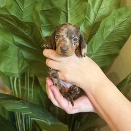 Girl 1 - Dapple female Dachshund puppy in Chandler, Arizona from KCK9 Dachshunds
