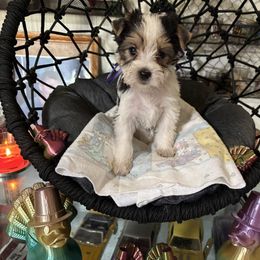 Purple girl - Parti female Yorkshire Terrier puppy in Cocoa, Florida from SummerTime AKC Yorkies