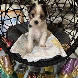 Purple girl - Parti female Yorkshire Terrier puppy in Cocoa, Florida from SummerTime AKC Yorkies