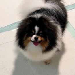 Eve - Pomeranian