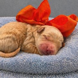 Oliver - Cream male Goldendoodle puppy in The Woodlands, Texas from Gracie's Goldendoodles and Bernedoodles