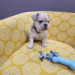 Boy 1 - Fawn male French Bulldog puppy in Grand Junction, Colorado from Elisabeth's Frenchies