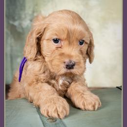 Dove - Red female Bernedoodle puppy in Connersville, Indiana from Deaz Doodle Ranch
