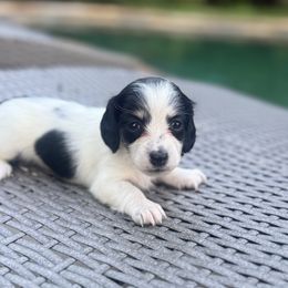 Zinnia - Piebald female Dachshund puppy in Early, Texas from Ryan House Dachshunds