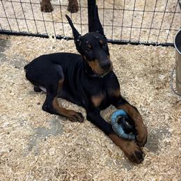 Izan - Black and rust male Doberman Pinscher puppy in Aredale, Iowa from Royal Dynasty Dobermann Kennel