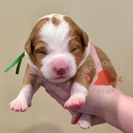 Paint - Red male Nova Scotia Duck Tolling Retriever puppy in Albany, New York from Sardonyx Canines