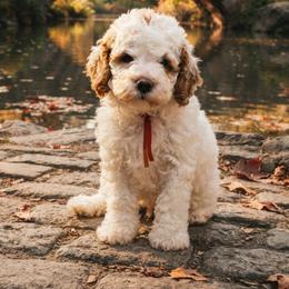Orange collar - Red and white female Cockapoo puppy in Wesson, Mississippi from Southern Country Doodles