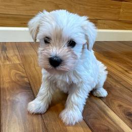 Daisy May Buttercup - Wheaten female Miniature Schnauzer puppy in Auburn, Georgia from Very Special Mini Schnauzers