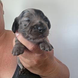 Strudel - Dapple female Dachshund puppy in El Paso, Texas from Mells Weenies