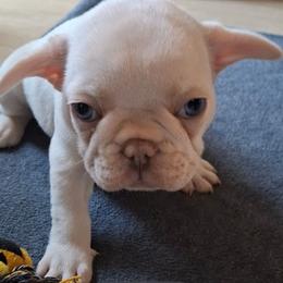 Cooper - White male French Bulldog puppy in Cañon City, Colorado from Terri Geiser-Gilchrist