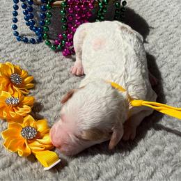 Glory - Parti male Poodle puppy in Lakeland, Florida from Gulfside Poodles
