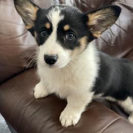 American Corgi and Pembroke Welsh Corgi Puppies from Wild West Corgis