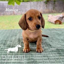 Monica - Red female Dachshund puppy in Royse City, Texas from Truehearted Miniature Dachshunds
