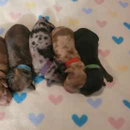 Dachshund Puppies from BriarRidge Dachshunds