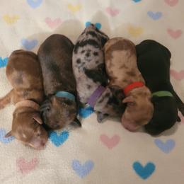 Dachshund Puppies from BriarRidge Dachshunds