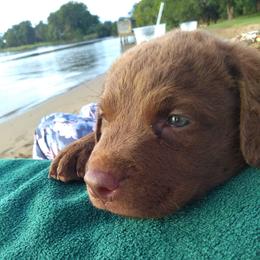 Chesapeake Bay Retrievers from Carol's Chesapeake Bay Retrievers