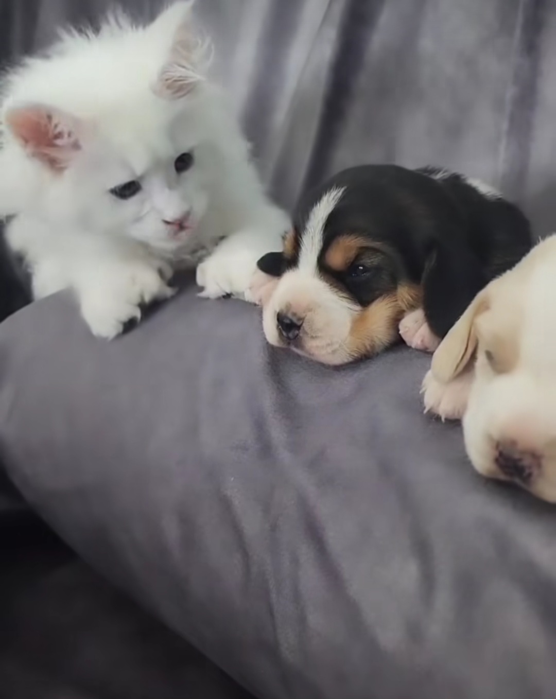 Beagle Puppies from Homegrown Beagles