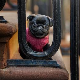 EXAMPLE - Black male Pug puppy in Coram, New York from Willow Dove Pugs