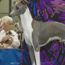 Lotus - Italian Greyhound