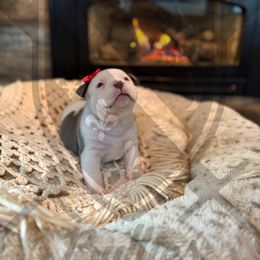 Winifred - American Bully puppy from Bosnian Royal Bullies