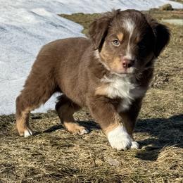 Valentino - Red tri male Miniature Australian Shepherd puppy in Pinnacle, North Carolina from Higher Elevations Mini Aussies