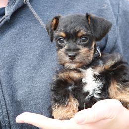 Golden Retriever and Schnoodle Puppies from Bassett Family Ranch