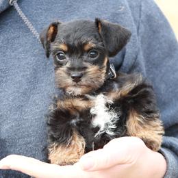 Golden Retriever and Schnoodle Puppies from Bassett Family Ranch