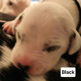 Boy 2 - White and black male Dalmatian puppy in Hagerstown, Maryland from Stagecoach Dalmatians