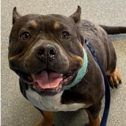 Pepper - American Bully