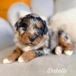 Dakota - Blue merle female Aussiedoodle puppy in Chattanooga, Tennessee from Remedy Ranch Aussiedoodles