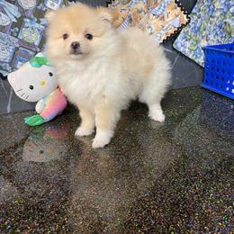 Powder Puff - Cream parti female Pomeranian puppy in Avon Park, Florida from Mariska's Pomeranians