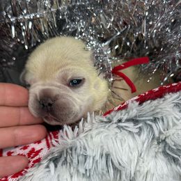 Snowdrop - White female French Bulldog puppy in Waitts Lake, Washington from Best Friend standard Frenchies