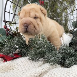 Butter - Cream male Chinese Shar-Pei puppy in Hugo, Oklahoma from Mini Hippo Land