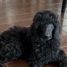 Midnight Tide - Black male Poodle puppy in Corona, California from Garden Of Poodles