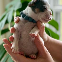 Grey boy - Blue fawn male French Bulldog puppy in Jefferson City, Missouri from Central Frenchie Haven