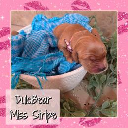 DulciBear - Dark golden female Golden Retriever puppy in Driggs, Idaho from SK Golden Retrievers
