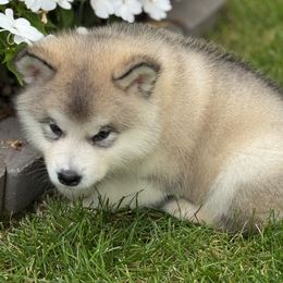 Girl 3 - Gray and white female Alaskan Malamute puppy in Ramsey, Minnesota from Windchaser Kennels