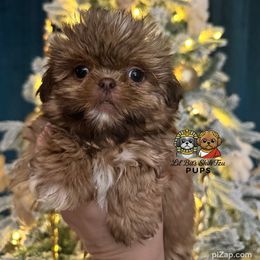 Gemma - Chocolate female Shih Tzu puppy in Walkertown, North Carolina from Lil’ Bit’s Shih Tzu