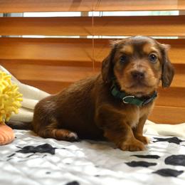 Truffles - Chocolate and tan male Dachshund puppy in Pearland, Texas from Texas Dachshund Dreams