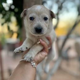 Timmy - Red speckled male Australian Cattle Dog puppy in Sahuarita, Arizona from A2 Australian Cattle Dogs