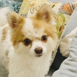 Pomeranians from Lynnea Kartchner