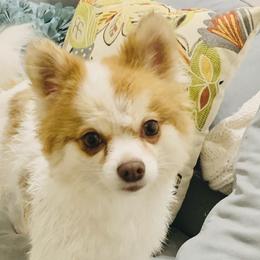 Pomeranians from Lynnea Kartchner
