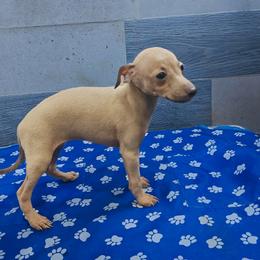 Italian Greyhound and Pekingese Puppies from Oremor's