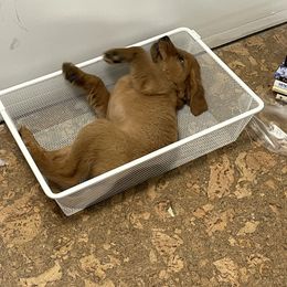 Golden Retriever Puppies from Elm Hollow Golden Retreivers