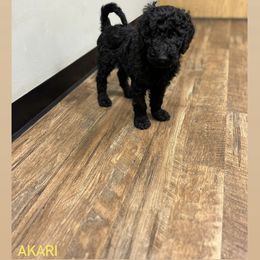 Poodle Puppies from Sarah’s Standards